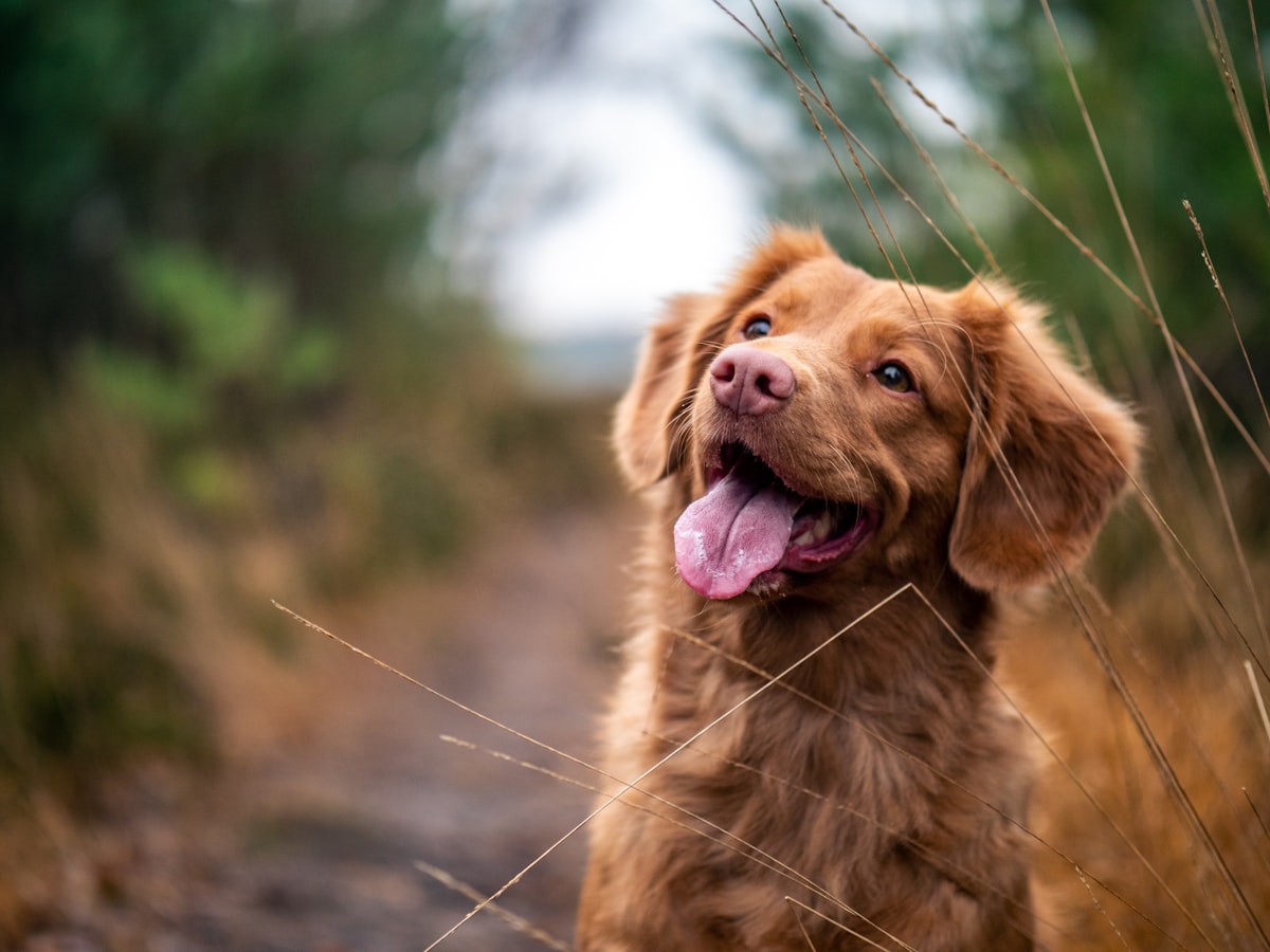 A happy red-coated dog on a walking path