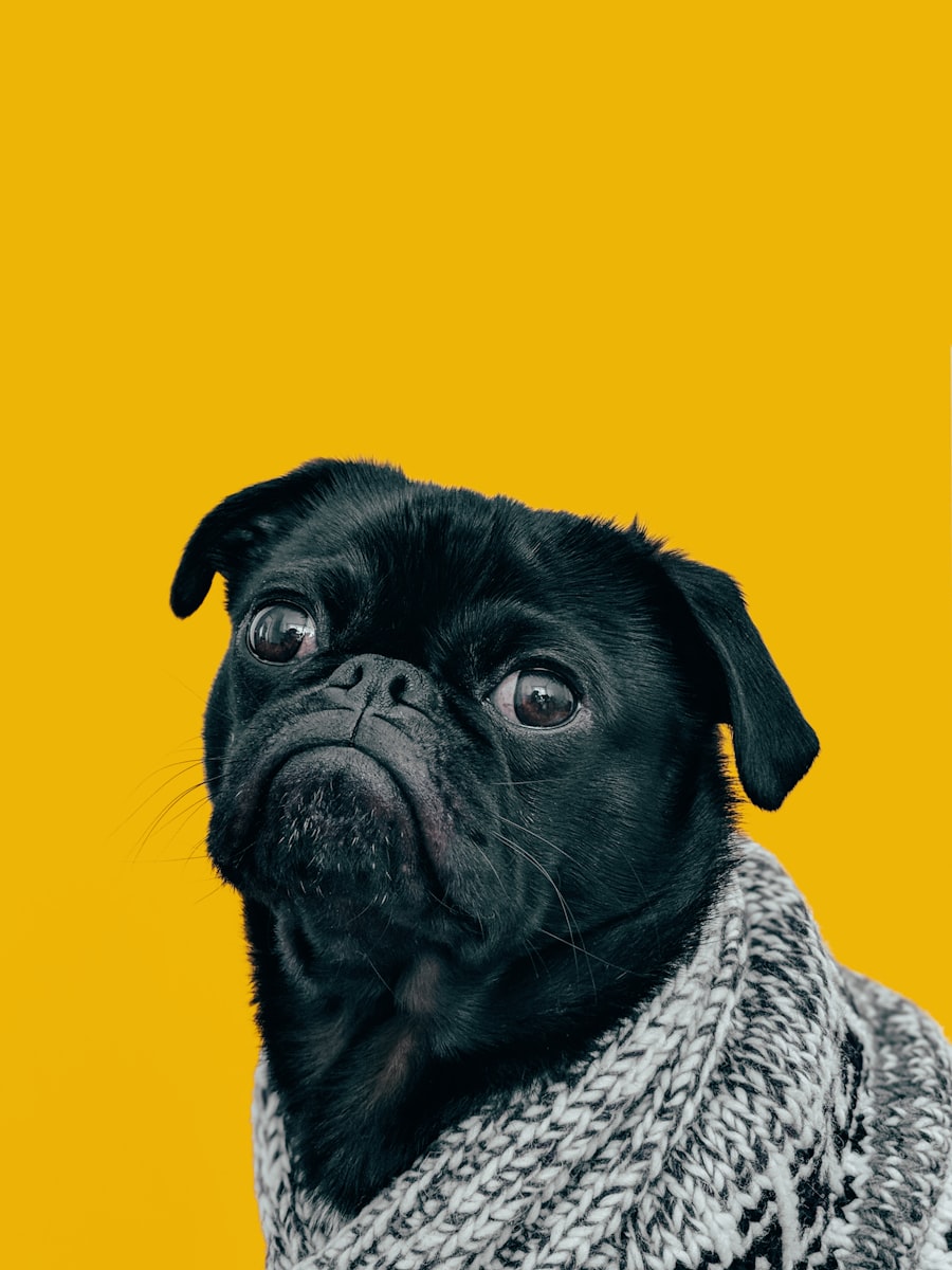 A pug wrapped snugly in a knit blanket at home