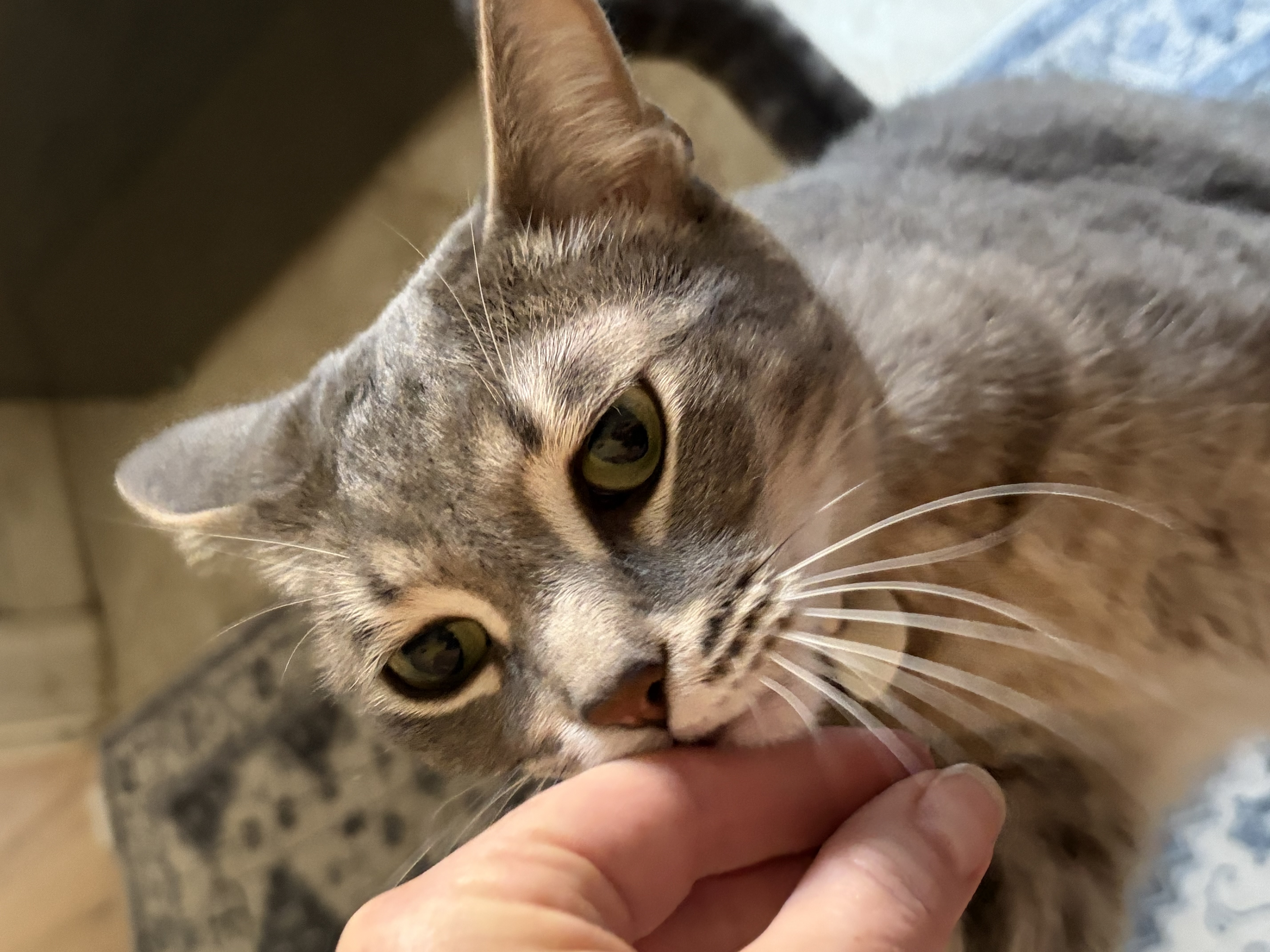 A good chin scratch is all I need.