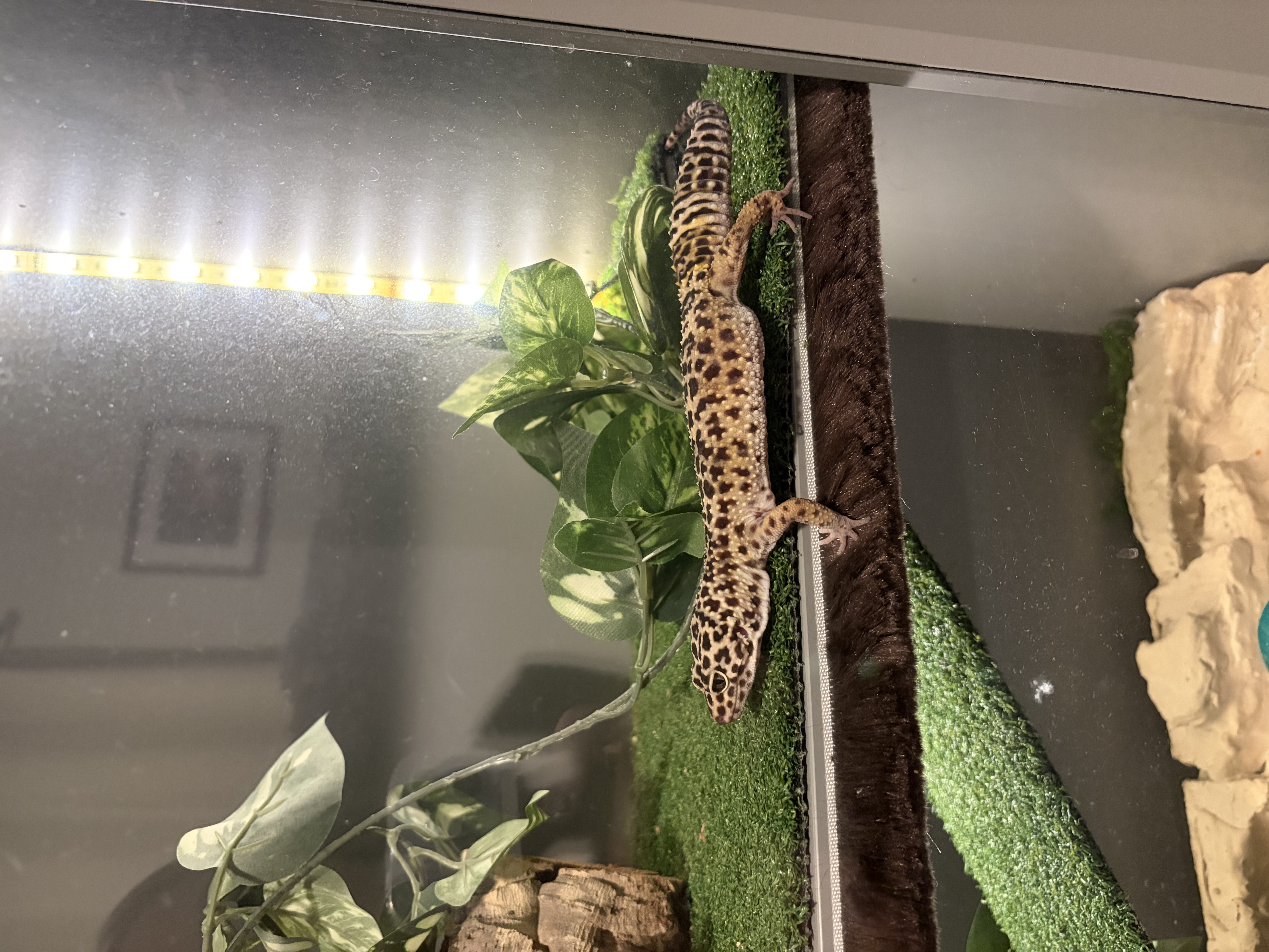 Drop-in clients come in all shapes and sizes. Crickets and mealworms service rendered.