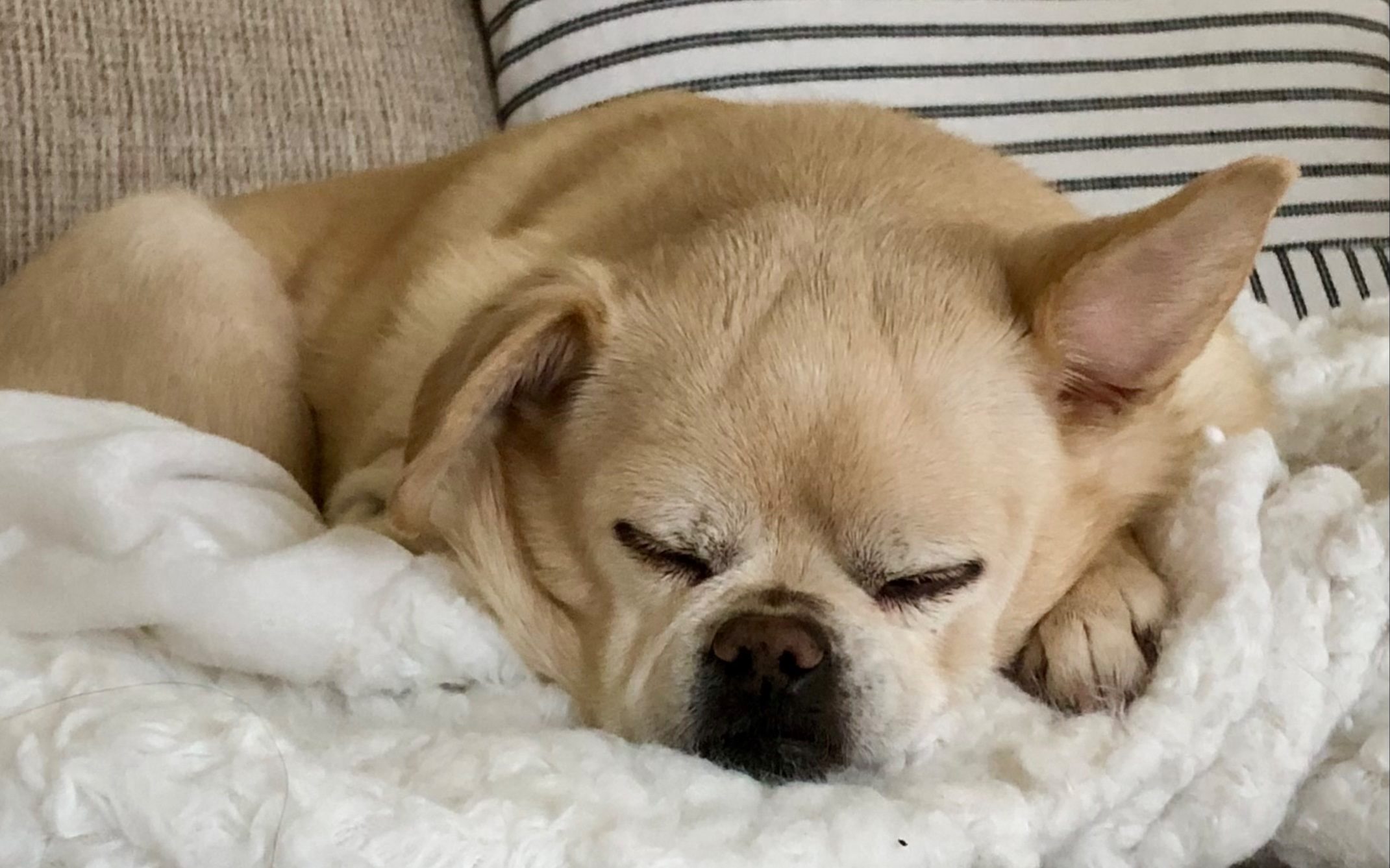 Overnight Housesitting For Dogs