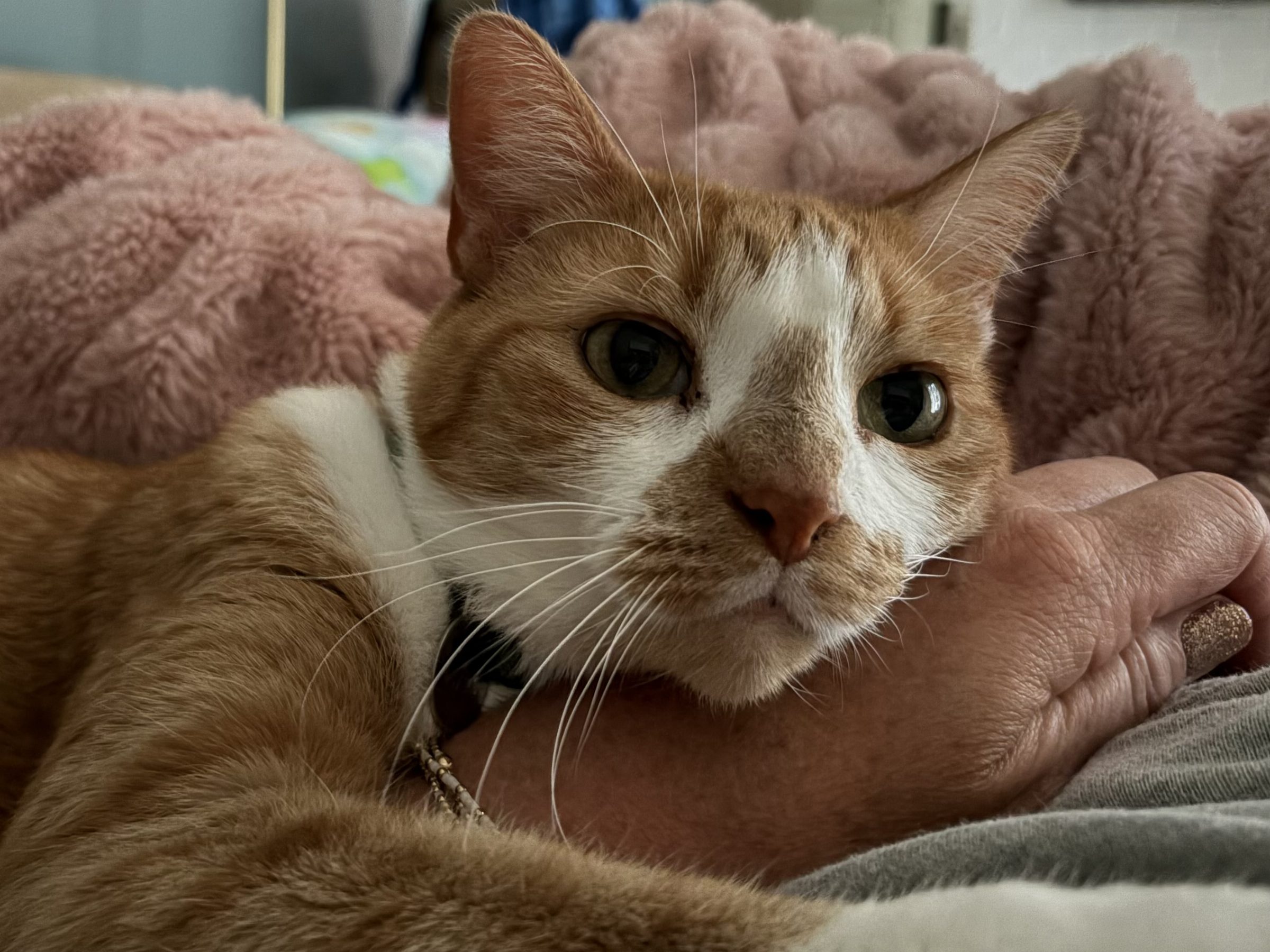 Overnight House sitting for Cats