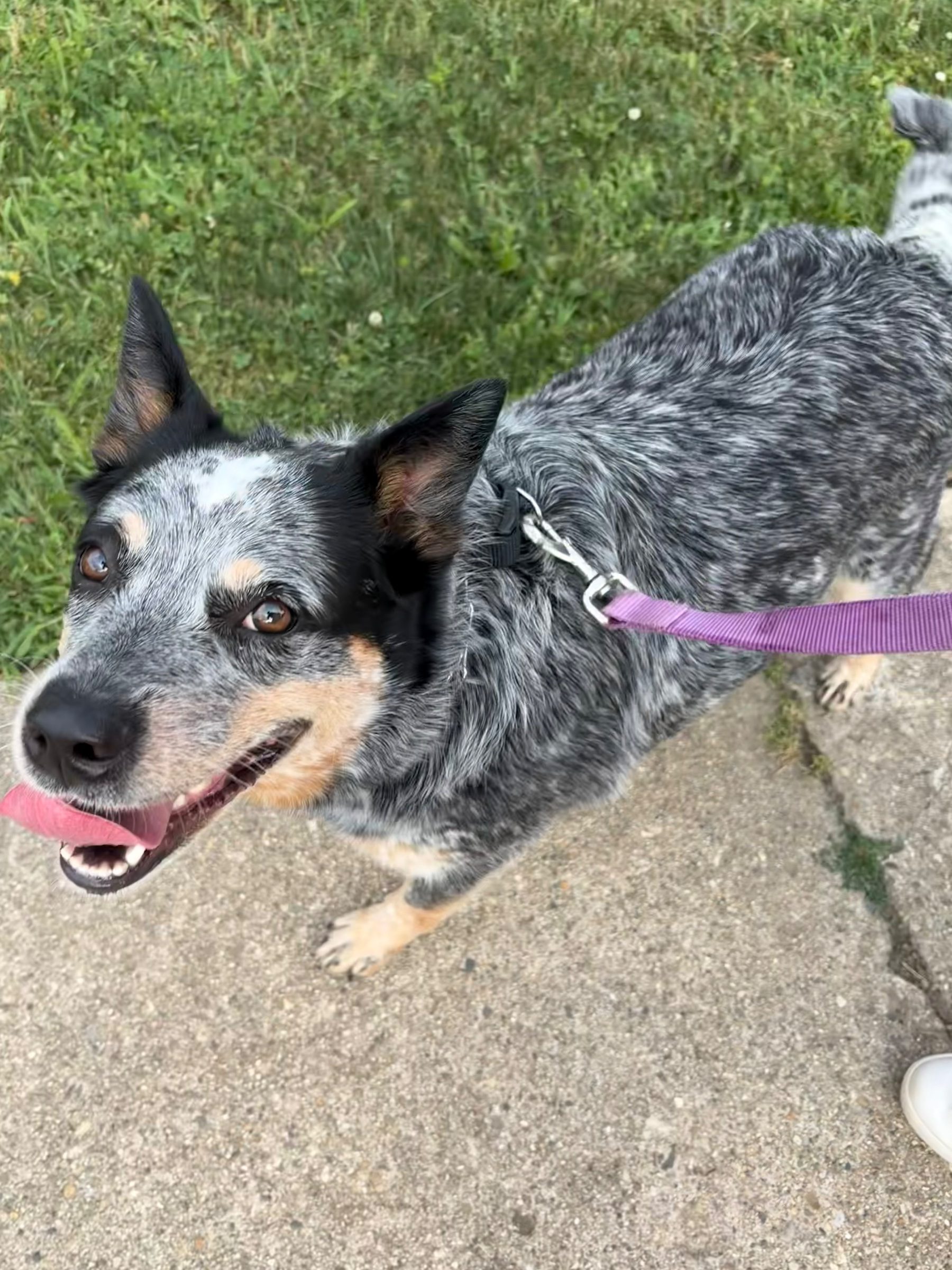 Dog Walking