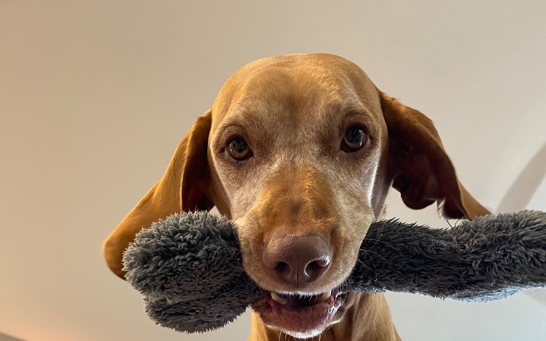 Drop-In Visits for Dogs