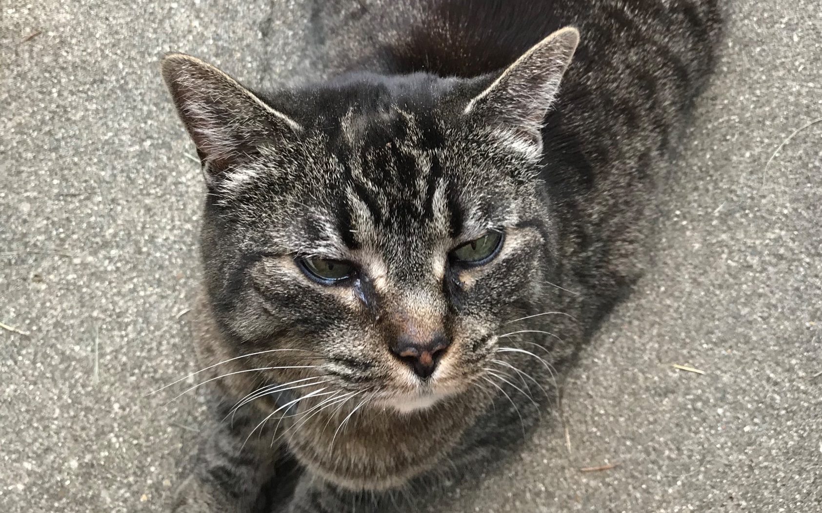 Drop-In Visits for Cats