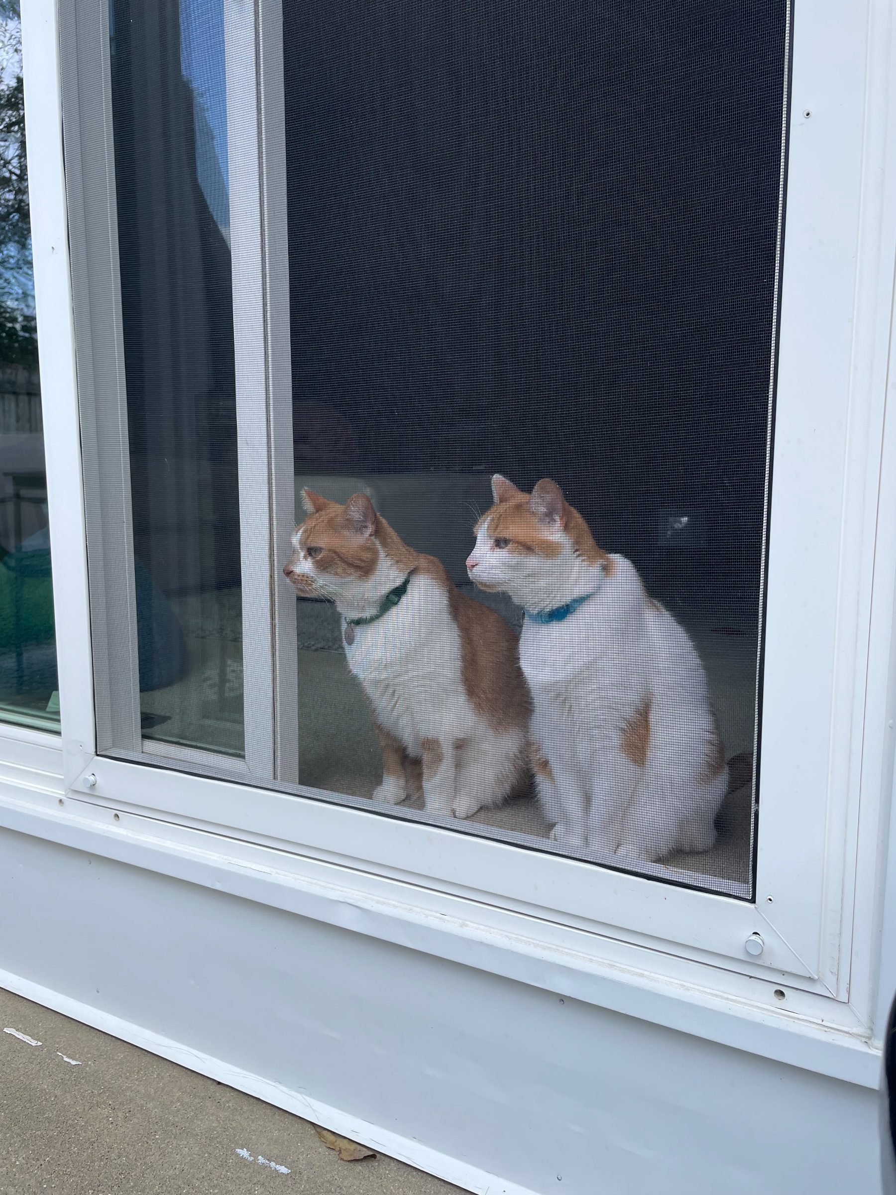 A cat pressing its paw into its owner's open hand at home